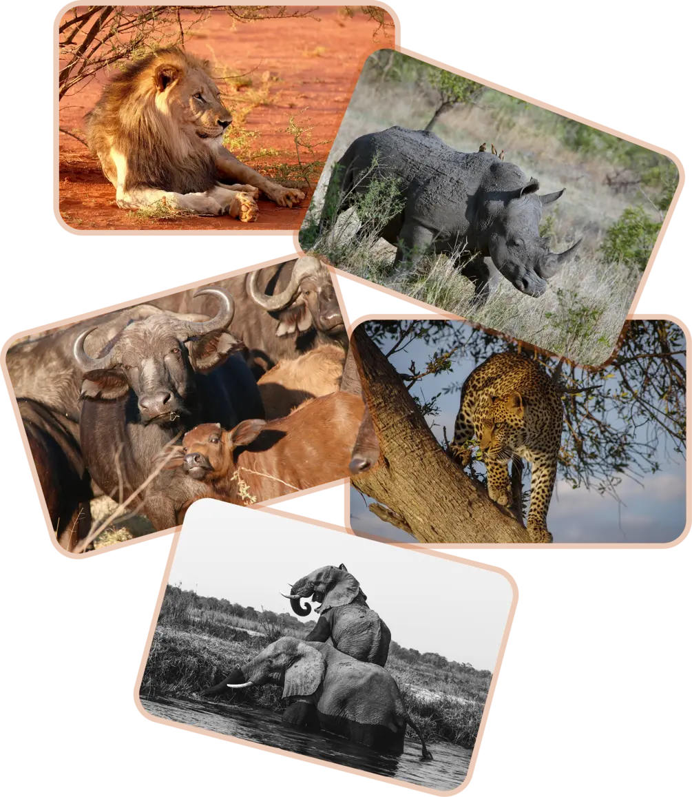 big cat safaris image of the big five