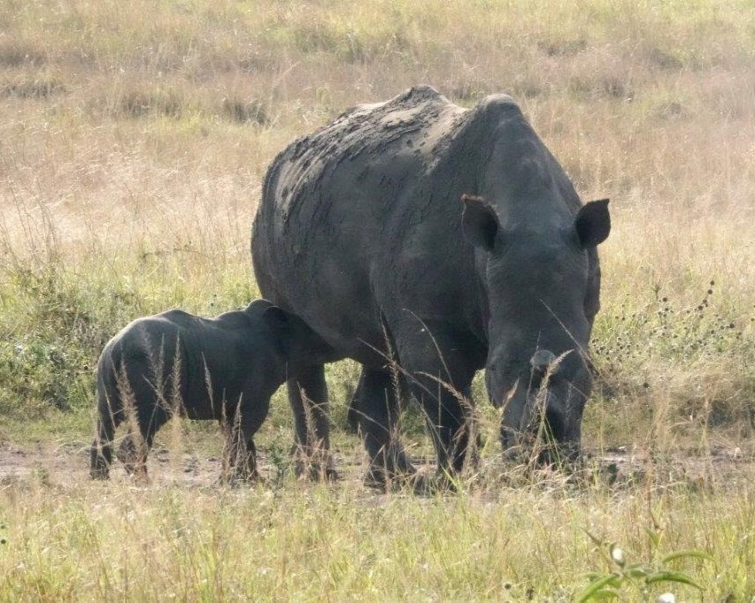 Big Cat Safaris